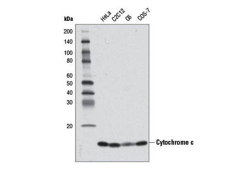 Cytochrome c (D18C7) Rabbit mAb