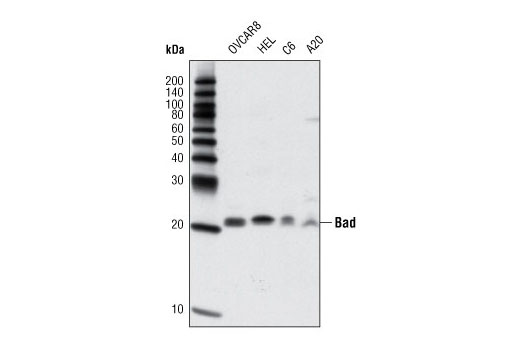 Pro-Apoptosis Bcl-2 Family Antibody Sampler Kit