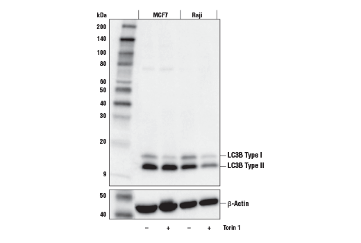 LC3B (E5Q2K) Mouse mAb