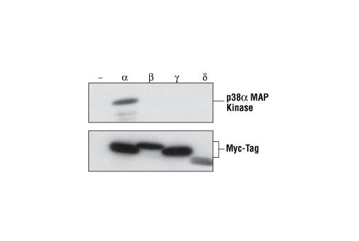 p38 MAPK Isoform Activation Antibody Sampler Kit