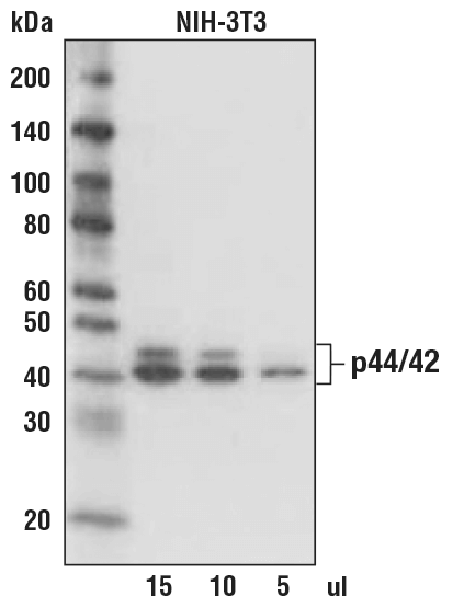 Anti-mouse IgG, AP-linked Antibody