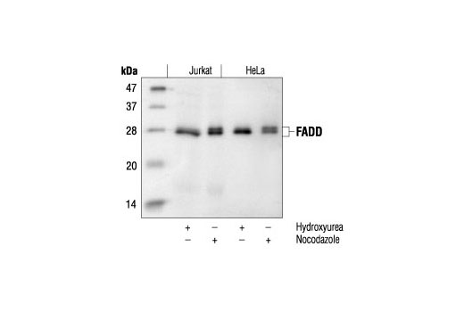 Death Receptor Antibody Sampler Kit