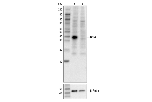 IkappaBalpha Antibody