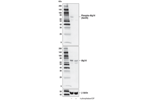 Phospho-Atg14 (Ser29) (D4B8M) Rabbit mAb