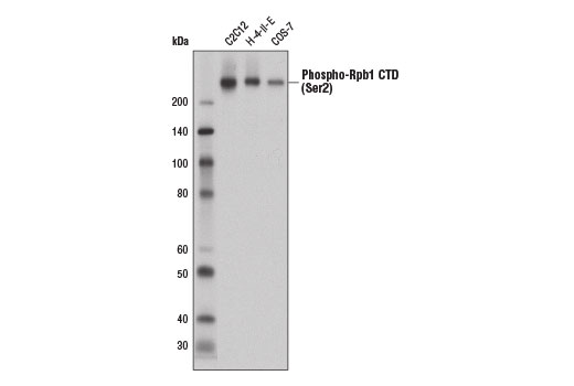 Phospho-Rpb1 CTD (Ser2) (E1Z3G) Rabbit mAb