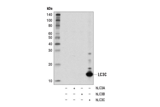 LC3C (D1R8V) Rabbit mAb