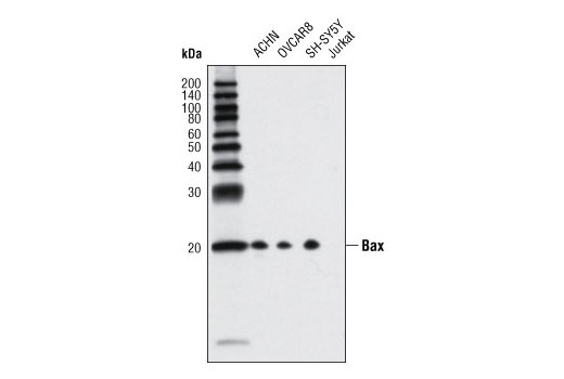 Pro-Apoptosis Bcl-2 Family Antibody Sampler Kit