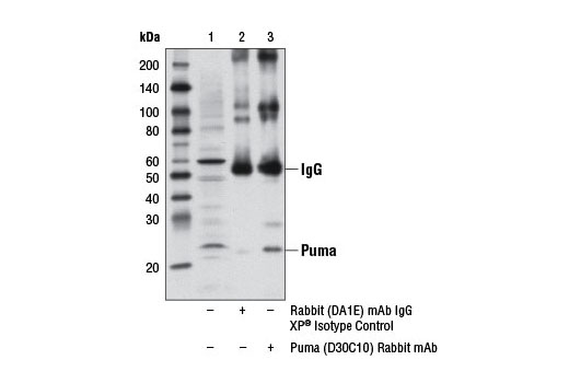 Pro-Apoptosis Bcl-2 Family Antibody Sampler Kit