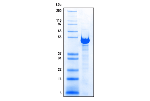 CUT&RUN pAG-MNase and Spike-In DNA