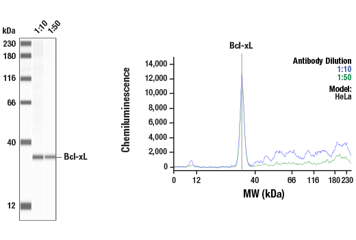 Pro-Survival Bcl-2 Family Antibody Sampler Kit II