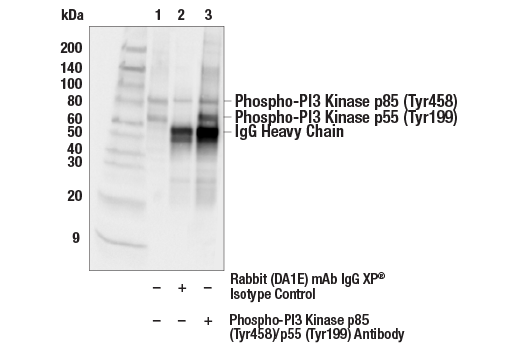 PI3 Kinase Antibody Sampler Kit