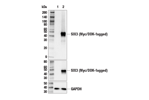 SIX3 Antibody