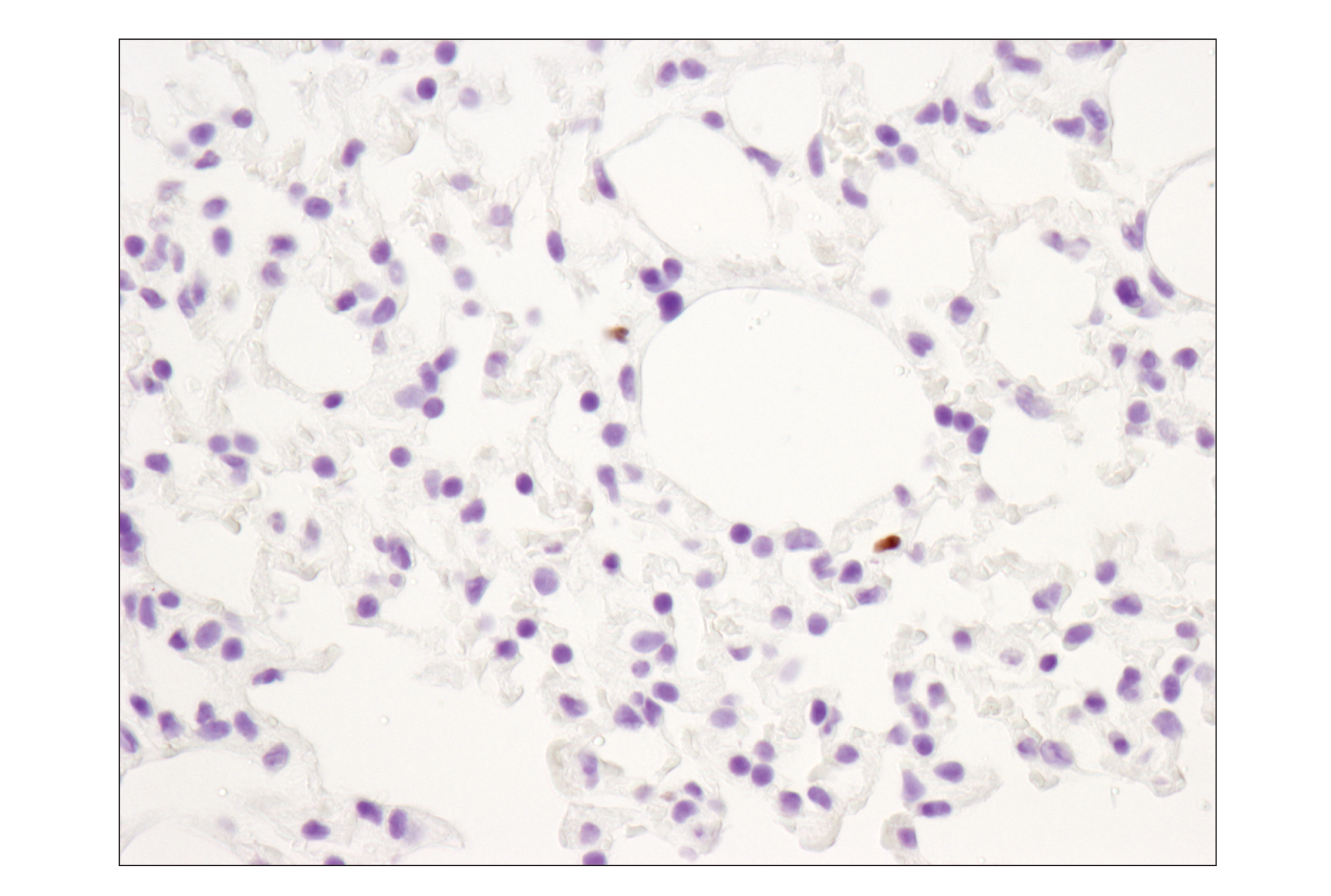 Mouse Immune Cell Phenotyping IHC Antibody Sampler Kit