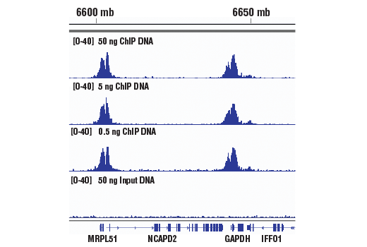 DNA Library Prep Kit for Illumina Systems (ChIP-seq, CUT&RUN)