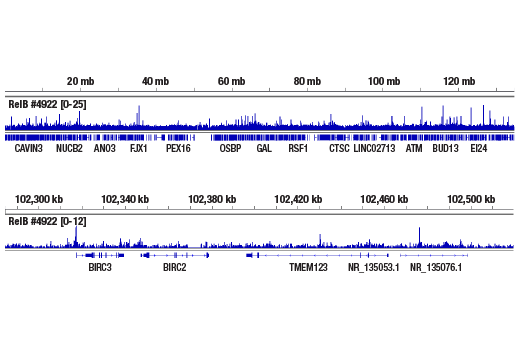 NF-kappaB Family Member Antibody Sampler Kit
