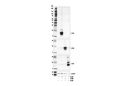 LC3A (E5C9B) Rabbit mAb