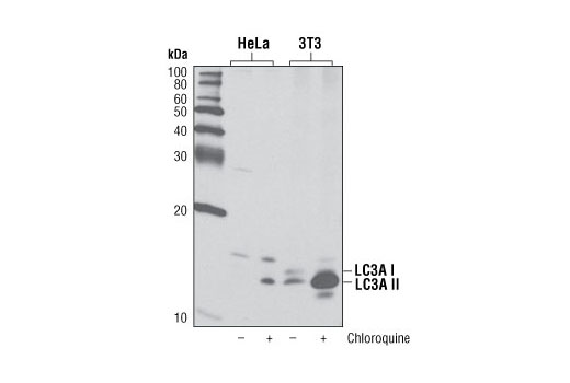 LC3A (D50G8) XP ®  Rabbit mAb