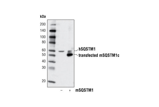 SQSTM1/p62 Antibody