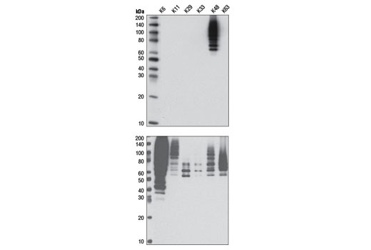 K48-linkage Specific Polyubiquitin (D9D5) Rabbit mAb