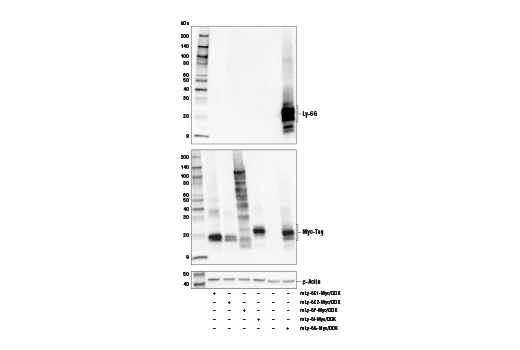 Ly-6G (E6Z1T) Rabbit mAb