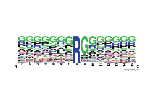 PTMScan ®  Mono-Methyl Arginine Motif [mme-RG] Kit