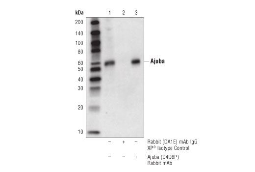 Hippo Pathway: Upstream Signaling Antibody Sampler Kit