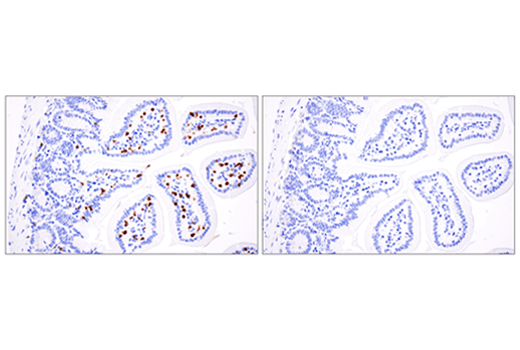 Mouse Immune Cell Phenotyping IHC Antibody Sampler Kit