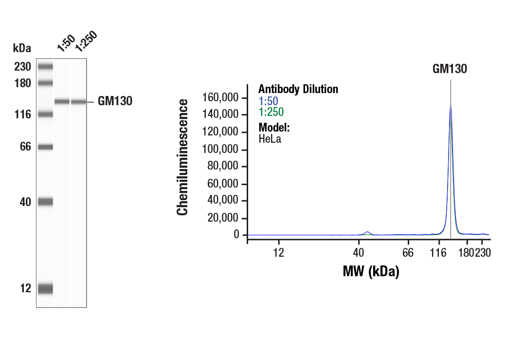 Exosomal Marker Antibody Sampler Kit