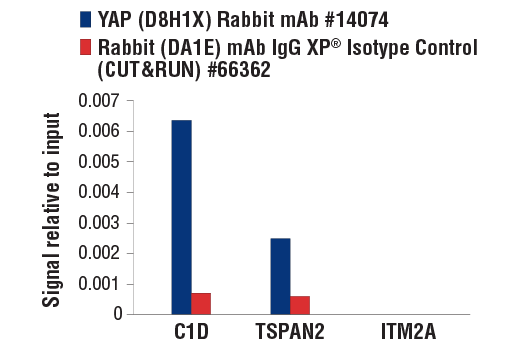 Hippo Pathway: Upstream Signaling Antibody Sampler Kit