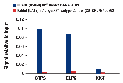 Class I HDAC Antibody Sampler Kit