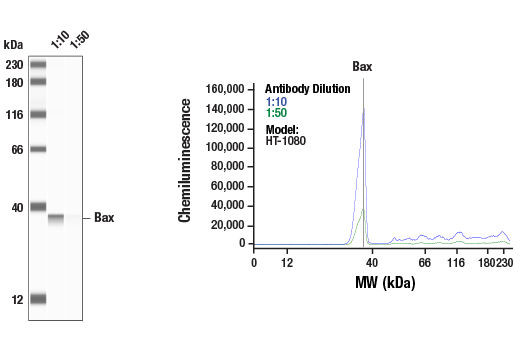 Bax Antibody