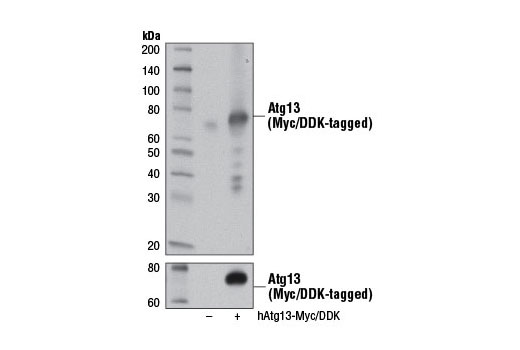 Atg13 (D4P1K) Rabbit mAb