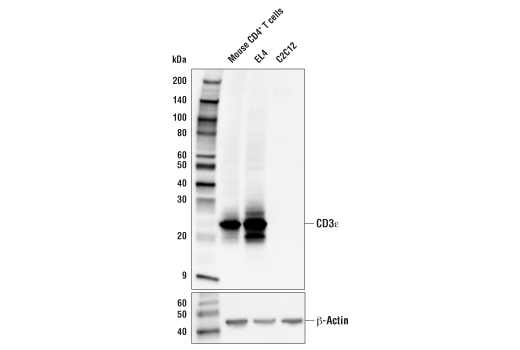 Mouse Immune Cell Phenotyping IHC Antibody Sampler Kit