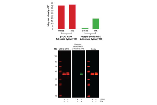 Anti-rabbit IgG (H+L) (DyLight™ 680 Conjugate)