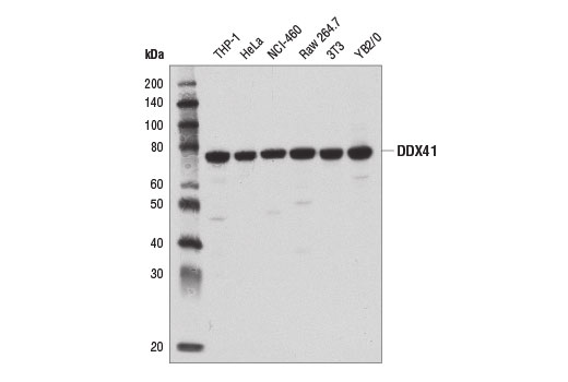 DDX41 (D3F1Z) Rabbit mAb