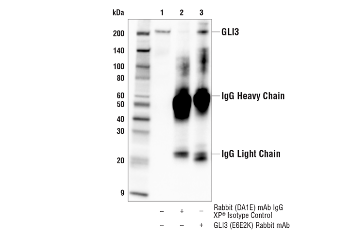 Hedgehog Signaling Antibody Sampler Kit