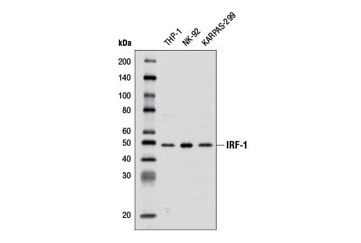 IRF-1 (D5E4) XP ®  Rabbit mAb