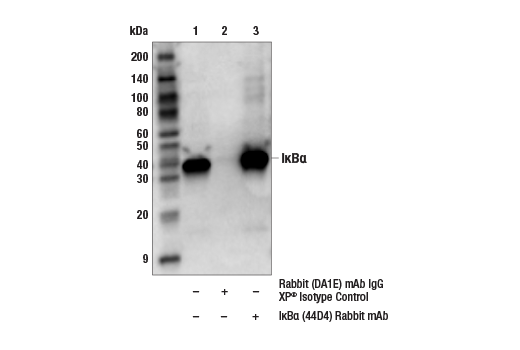 NF-kappaB Pathway Antibody Sampler Kit II
