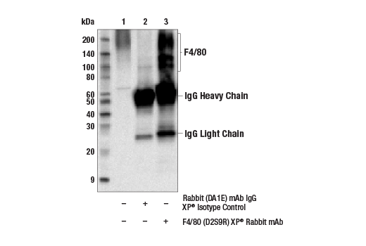 Mouse Immune Cell Phenotyping IHC Antibody Sampler Kit