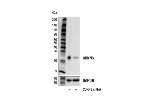 CDKN3 (E7O5K) Rabbit mAb