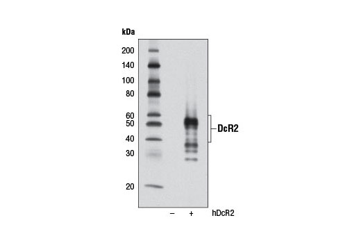 Death Receptor Antibody Sampler Kit