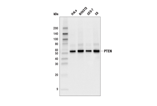 PTEN (138G6) Rabbit mAb