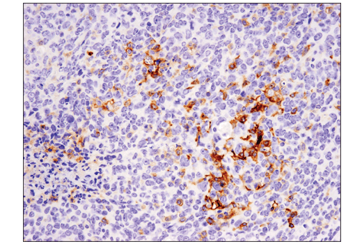 Mouse Immune Cell Phenotyping IHC Antibody Sampler Kit