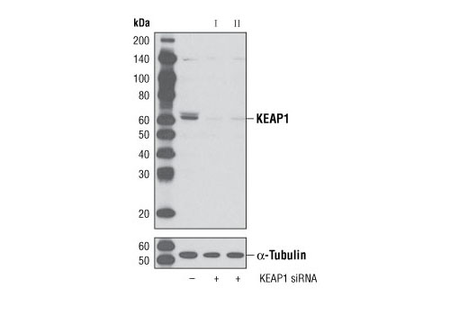 SignalSilence ®  KEAP1 siRNA I