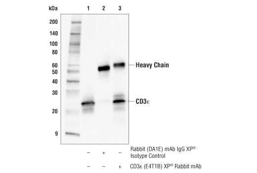 Mouse Immune Cell Phenotyping IHC Antibody Sampler Kit