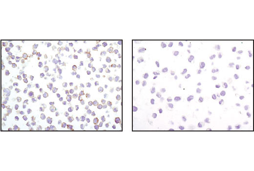 Death Receptor Antibody Sampler Kit