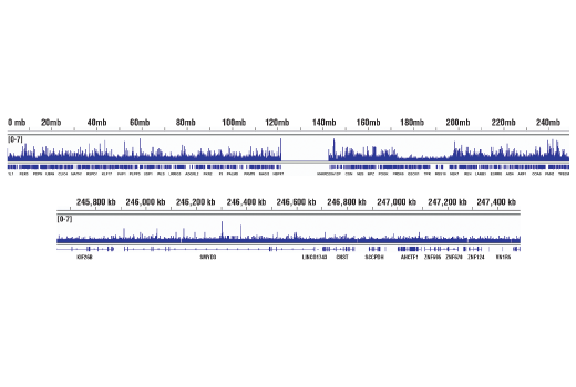 Hippo Pathway: Upstream Signaling Antibody Sampler Kit