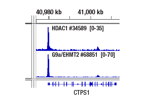 Class I HDAC Antibody Sampler Kit