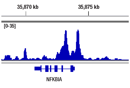 NF-kappaB Pathway Antibody Sampler Kit II