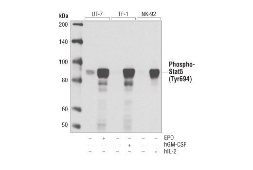Phospho-Stat Antibody Sampler Kit